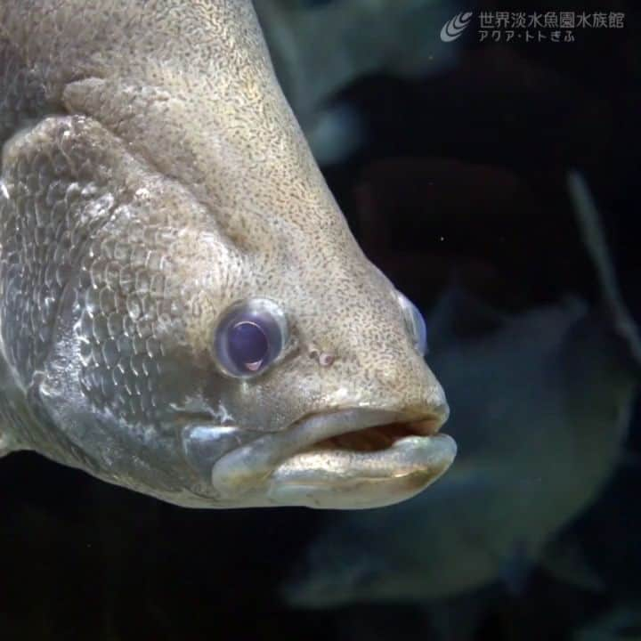 世界淡水魚園水族館 アクア・トト ぎふのインスタグラム