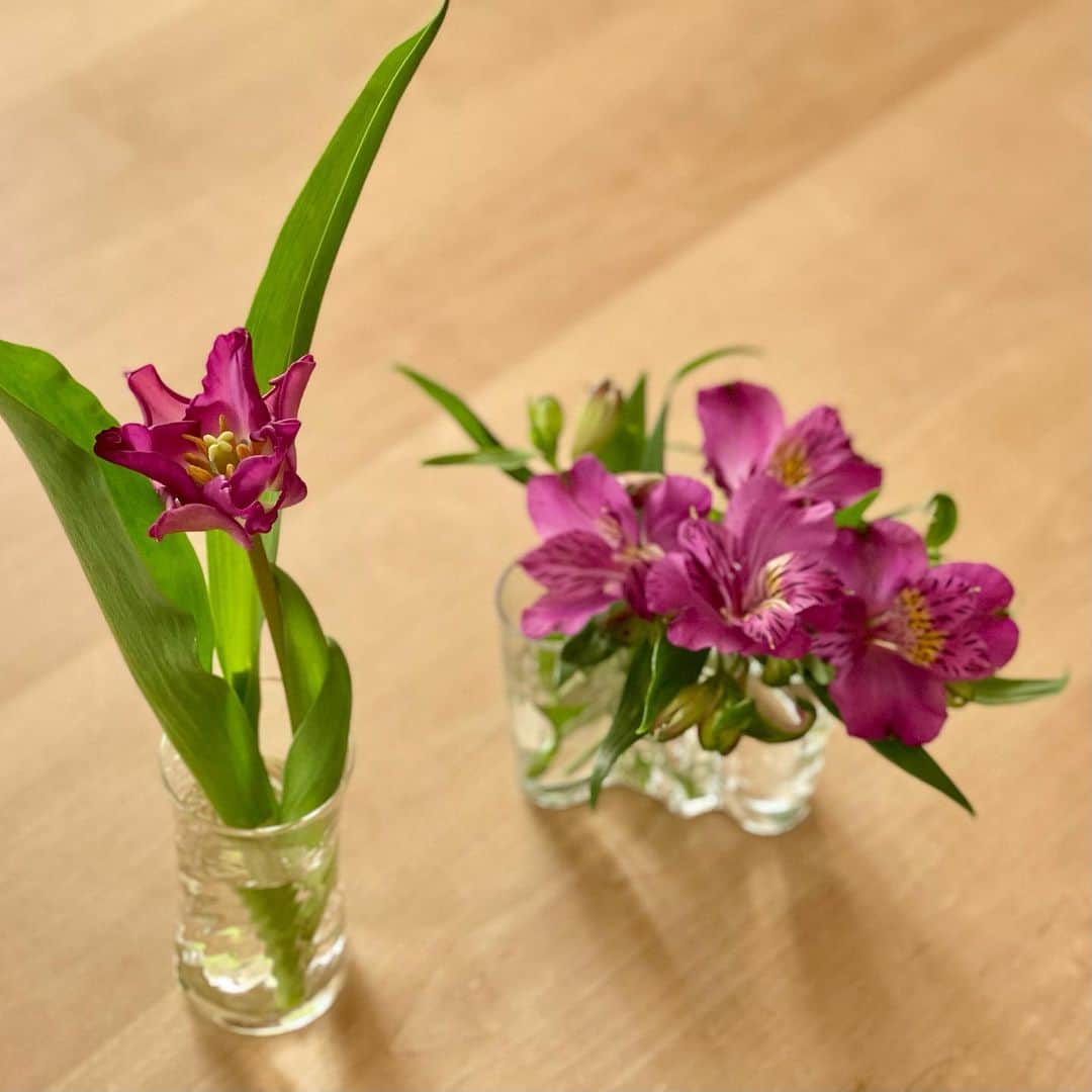 けらえいこさんのインスタグラム写真 - (けらえいこInstagram)「紫のチューリップは初めて見た！ぺこぱファン向けの？春のお花。」1月31日 16時35分 - keraeiko