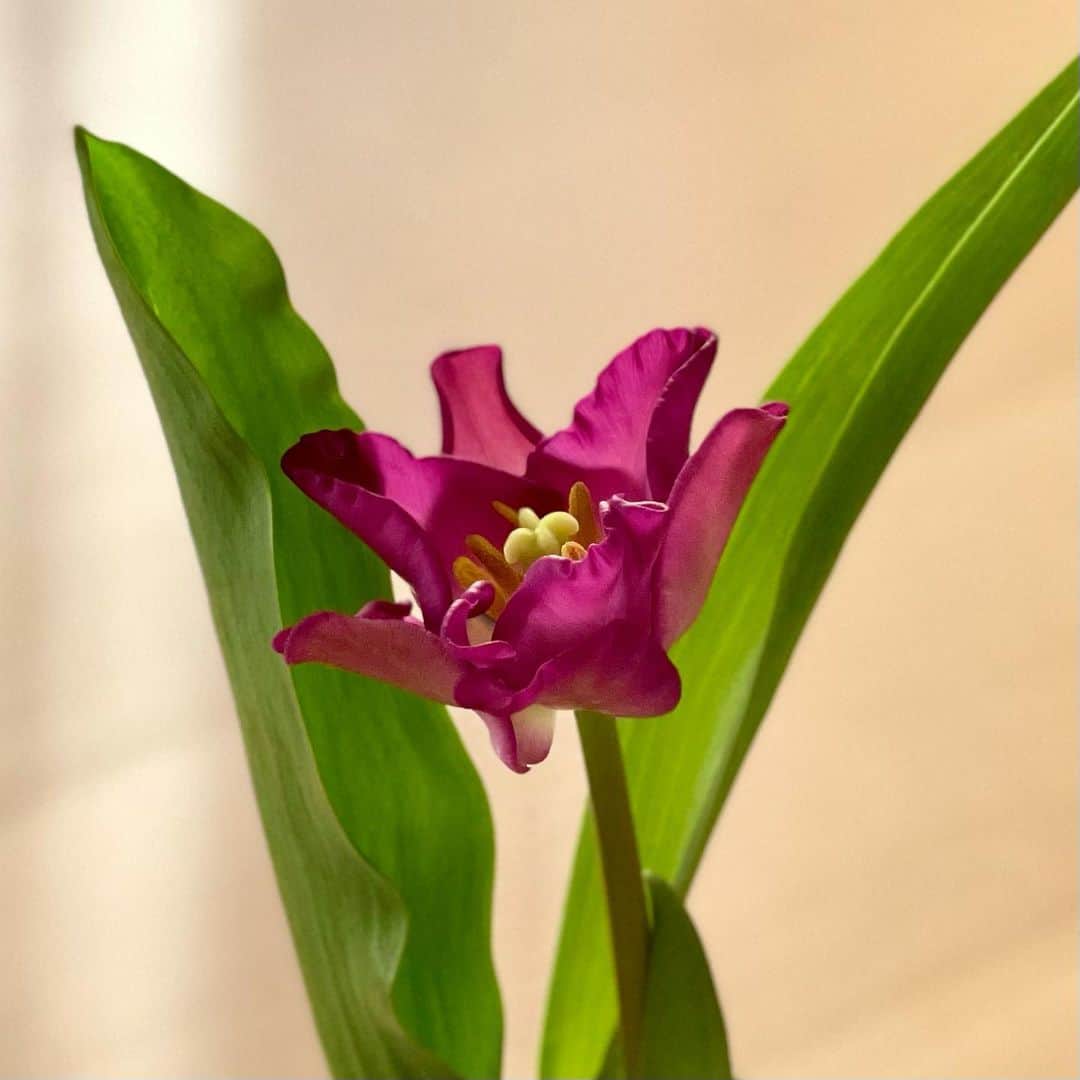 けらえいこのインスタグラム：「紫のチューリップは初めて見た！ぺこぱファン向けの？春のお花。」