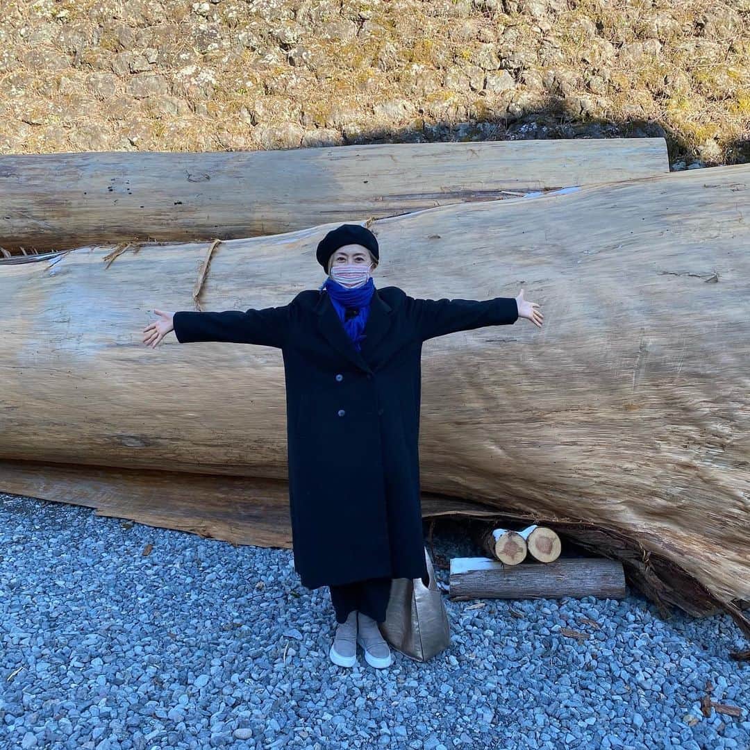 熊谷真実さんのインスタグラム写真 - (熊谷真実Instagram)「台風で倒れた樹齢100年の樹様が。 大きいな。 まだ生きてる #熊谷真実#秋葉神社#大木#樹齢100年の#正式参拝」1月31日 16時42分 - mami_kumagai310