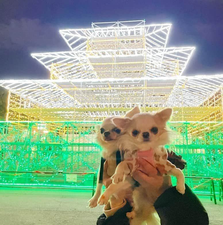 tetoyanyanさんのインスタグラム写真 - (tetoyanyanInstagram)「﻿ ﻿ ﻿ ﻿ かわいいお友達とパチリ📸﻿ ﻿ いつもいつでも﻿ ありがとう❤️❤️﻿ ﻿  ﻿ #dogs#instdog#bestfrend#dog#dogstagram#instapet#petstagram#petoftheday#mydog#instachihuahua#chihuahuaofinstagram#chihuahualove#chihuahualover#dogoftheday#chihuahua#chihuahuas#チワワ#多頭飼い#ロングコートチワワ#チワワ部#ig_dogphoto﻿ #todayswanko」1月31日 17時18分 - tetoyanyan