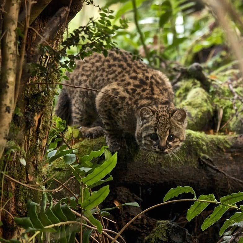 アメリカ自然史博物館のインスタグラム：「Happy Caturday! Did you know? The kodkod (Leopardus guigna) is the smallest wild cat in the Americas. On average, it weighs about 5.5 pounds (2.5 kilograms) with a body length of 18 inches (46 centimeters)—which is no larger than a house cat! It inhabits forests in parts of Chile and Argentina, where it hunts for and feeds on small rodents, birds, and reptiles. Photo: Darwin Initiative, CC BY-NC-SA 2.0, flickr」