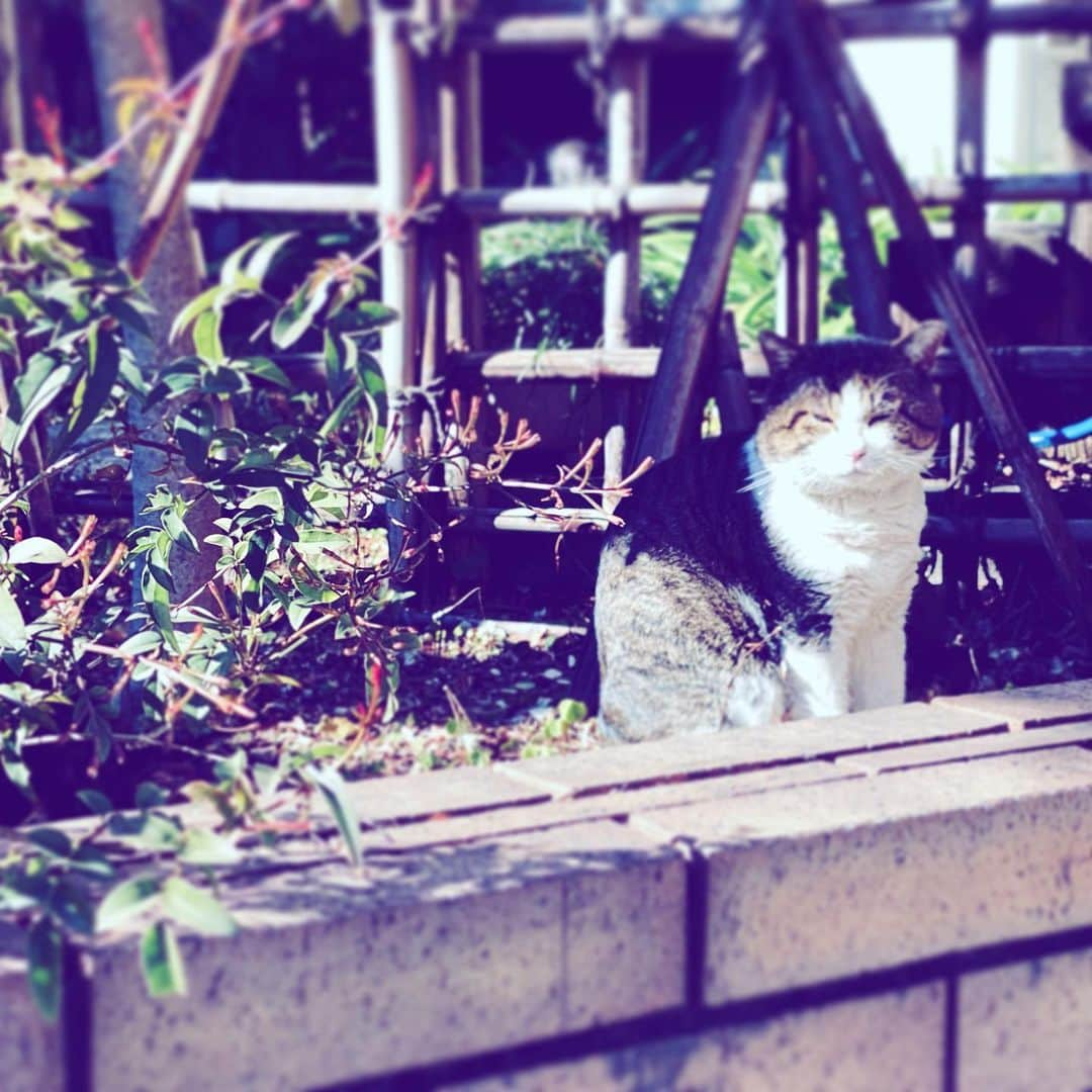 中野敬久さんのインスタグラム写真 - (中野敬久Instagram)「#cat #neighborhood #what #areyou #lookingat」1月31日 8時52分 - hirohisanakano