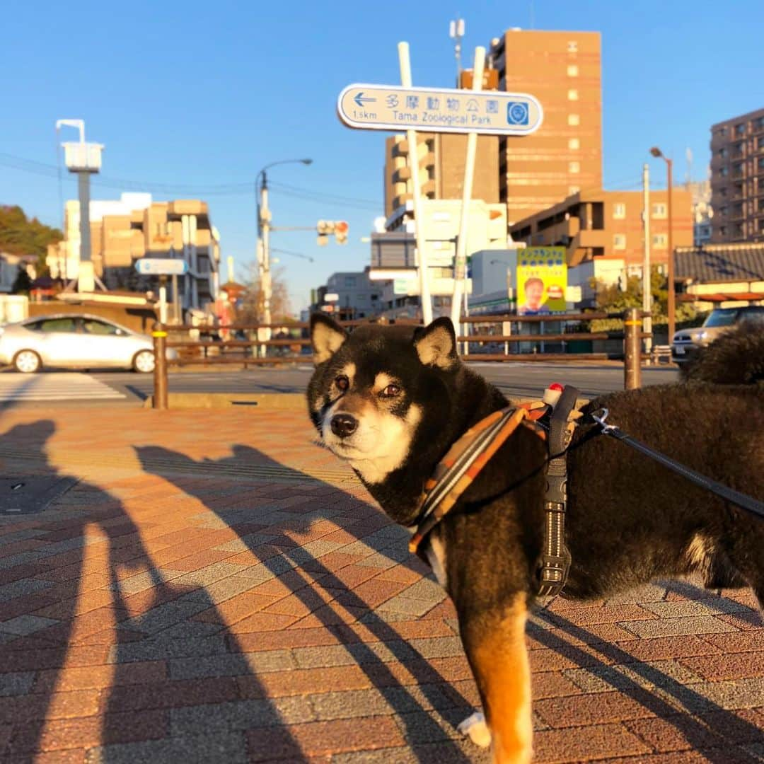 小川博永さんのインスタグラム写真 - (小川博永Instagram)「寝不足で朝日を浴びる。  #今朝まる #ししまる #dog #dogs #柴犬 #黒柴」1月31日 9時17分 - ogawahironaga