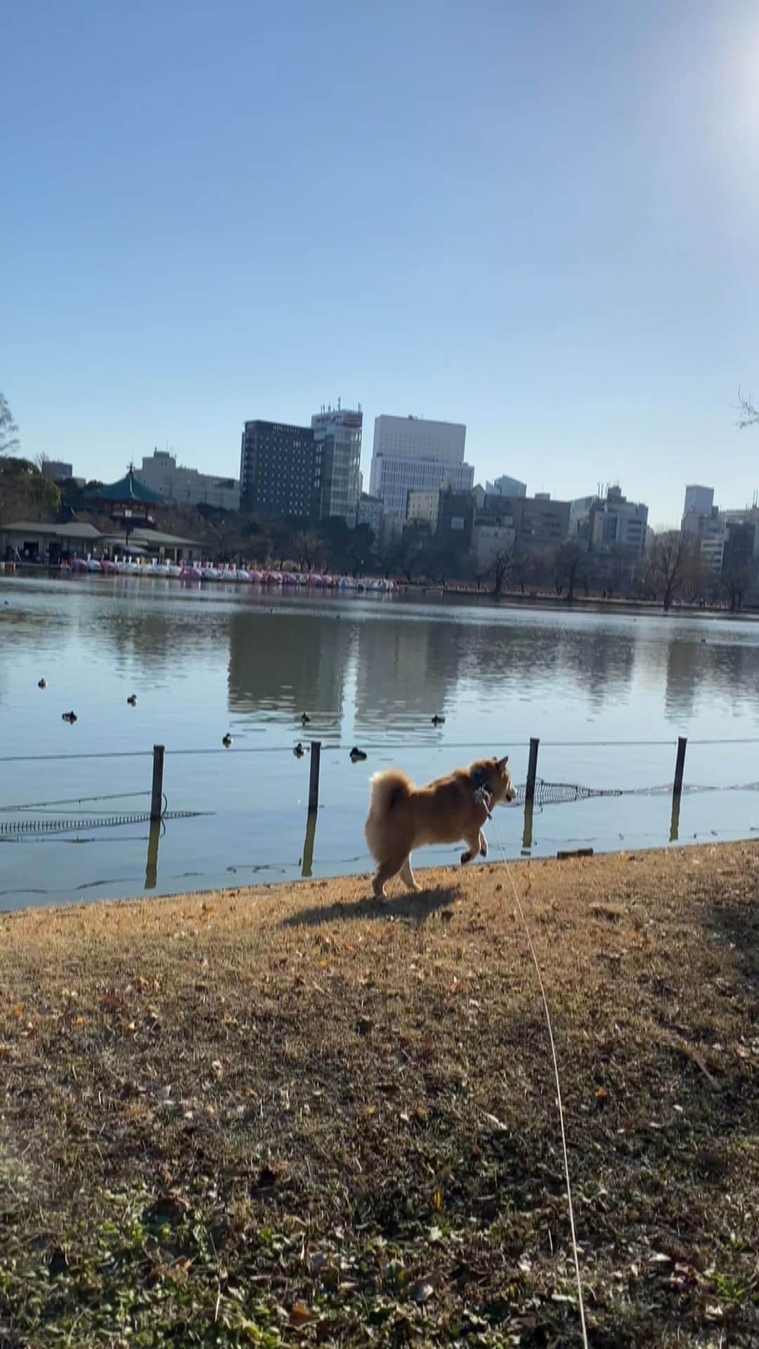 のインスタグラム：「Good morning!✨🐶☺️✨おはまる〜！めっちゃ良い天気だよ〜 #いっぱい走っちゃお #練習あるのみ #冬季キャンプ」