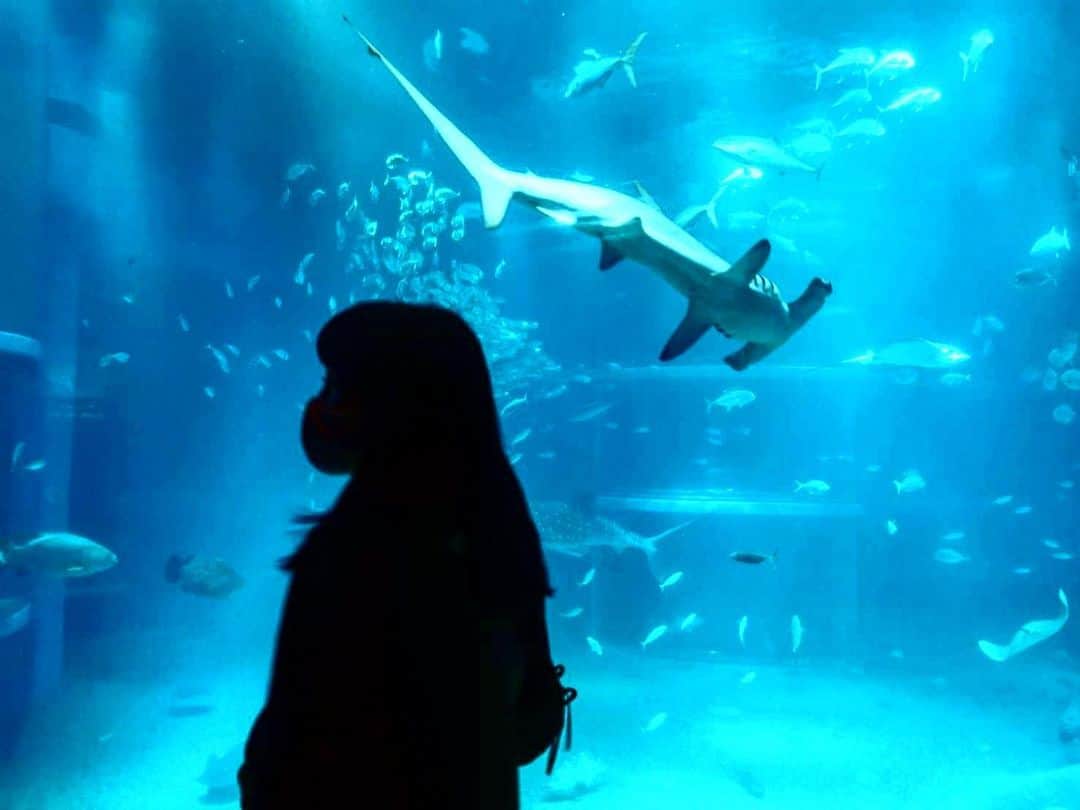 中山来未のインスタグラム：「🐟🐠🐡🦭」