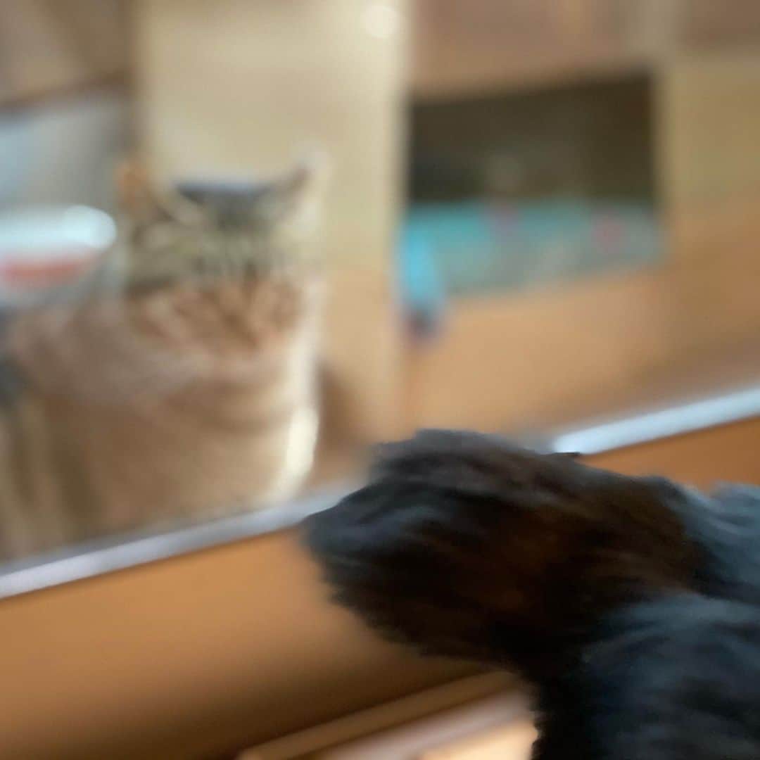 ゆたこさんのインスタグラム写真 - (ゆたこInstagram)「①おチビきまちた。  ②だから、、、  ③映りこまないでくれる？  ④ピントどこにあってんのよ、、、  ・・・って感じ？😂  #野良猫保護 #元野良猫 #保護猫 #黒猫のソネちゃん #家猫修行中 #人馴れ修行中 #猫慣れ修行中 #なでなで #ねこすたぐらむ  #にゃんすたぐらむ #猫のいる暮らし #ねこ #地域猫 #さくらみみ #地域猫活動にご理解を #猫嫌いな人のために #TNR  #でも出来ることならリリースしないで家族に🏠」1月31日 9時19分 - yutako55