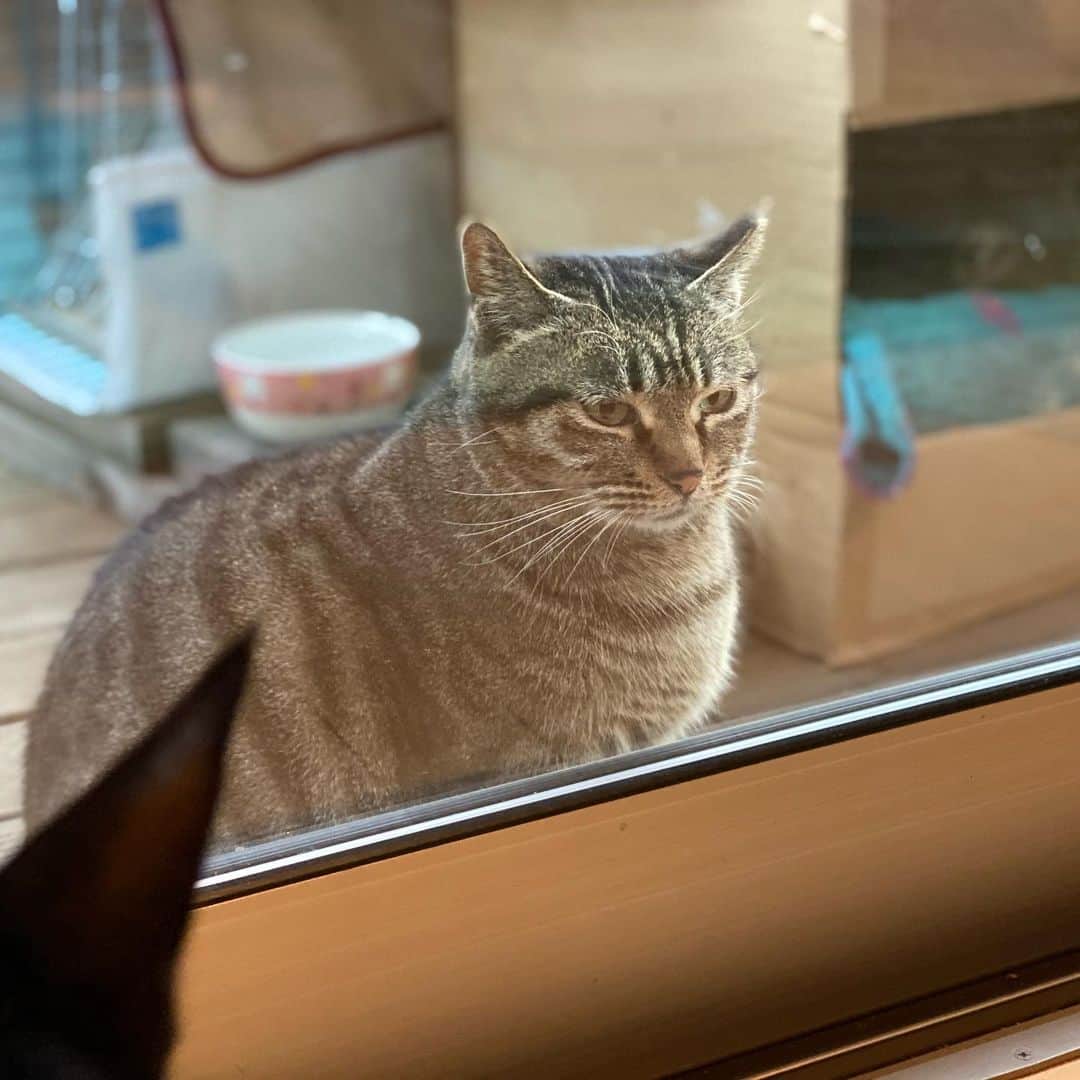 ゆたこさんのインスタグラム写真 - (ゆたこInstagram)「①おチビきまちた。  ②だから、、、  ③映りこまないでくれる？  ④ピントどこにあってんのよ、、、  ・・・って感じ？😂  #野良猫保護 #元野良猫 #保護猫 #黒猫のソネちゃん #家猫修行中 #人馴れ修行中 #猫慣れ修行中 #なでなで #ねこすたぐらむ  #にゃんすたぐらむ #猫のいる暮らし #ねこ #地域猫 #さくらみみ #地域猫活動にご理解を #猫嫌いな人のために #TNR  #でも出来ることならリリースしないで家族に🏠」1月31日 9時19分 - yutako55