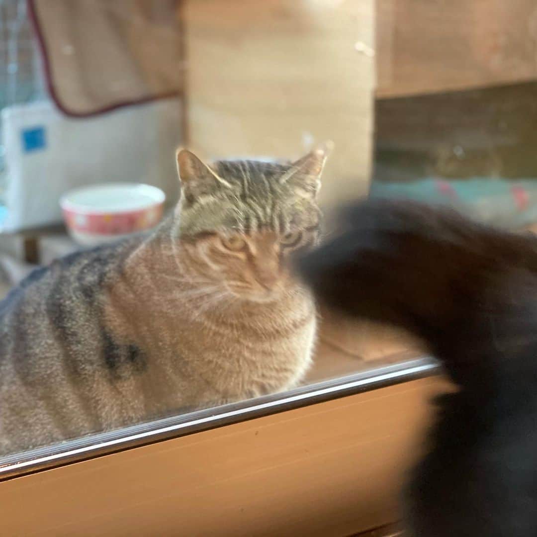 ゆたこさんのインスタグラム写真 - (ゆたこInstagram)「①おチビきまちた。  ②だから、、、  ③映りこまないでくれる？  ④ピントどこにあってんのよ、、、  ・・・って感じ？😂  #野良猫保護 #元野良猫 #保護猫 #黒猫のソネちゃん #家猫修行中 #人馴れ修行中 #猫慣れ修行中 #なでなで #ねこすたぐらむ  #にゃんすたぐらむ #猫のいる暮らし #ねこ #地域猫 #さくらみみ #地域猫活動にご理解を #猫嫌いな人のために #TNR  #でも出来ることならリリースしないで家族に🏠」1月31日 9時19分 - yutako55