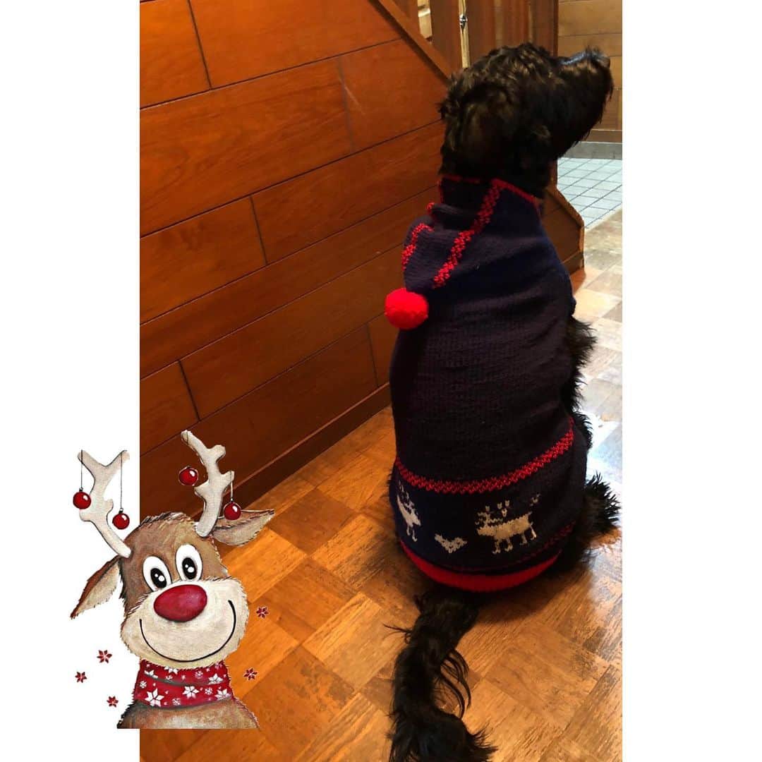 のインスタグラム：「. . 末妹ハルちゃんの新作 手編みのセーターは フード付き✨今回も 可愛い💕さくらお嬢 に大甘なハルさん笑🤣 . .  #しなしさとこ #satokoshinashi #格闘技 #女子格闘技 #ジョシカク#黒シュナ #giantschnauzer #ジャイアントシュナウザー #シュナウザー #schnauzerworld #1歳犬 #シュナスタグラム #犬服 #犬の服 #手編み #手編みセーター #犬の手編みのセーター #大型犬のいる暮らし #大型犬のいる生活#しなしさくらお嬢#はる洋服店」