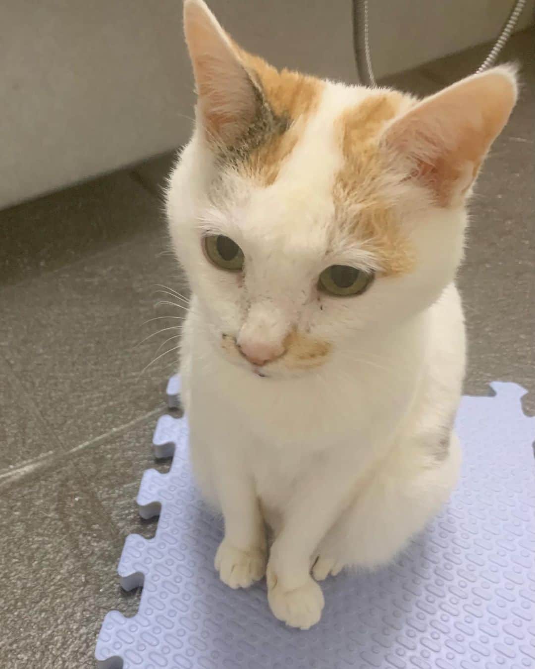 マルのインスタグラム：「🛁おはようございます₍^·͈༝·͈^ฅ マルのモーニングルーティンをご紹介 . マル専用のお風呂マットの上で ブラッシングをしてもらうの それから自分で毛づくろいするの それから風呂桶で水分補給するの₍^·͈༝·͈^ฅ . 思い出した時に… きちんと1週間ぐらい 1日の水分量を測ります なので マルちゃんの顔の後ろに うっすら水色の軽量カップが 写ってしまいました…😅 . . . #朝のルーティン#風呂るヒト #stayhome#癒し#にゃんすたぐらむ #おうち時間#cat#猫#三毛猫#猫との暮らし #ねこすたぐらむ#ペコねこ部#catstagram#instagood#cute#ふわもこ部 #ねこのきもち#猫と暮らす」