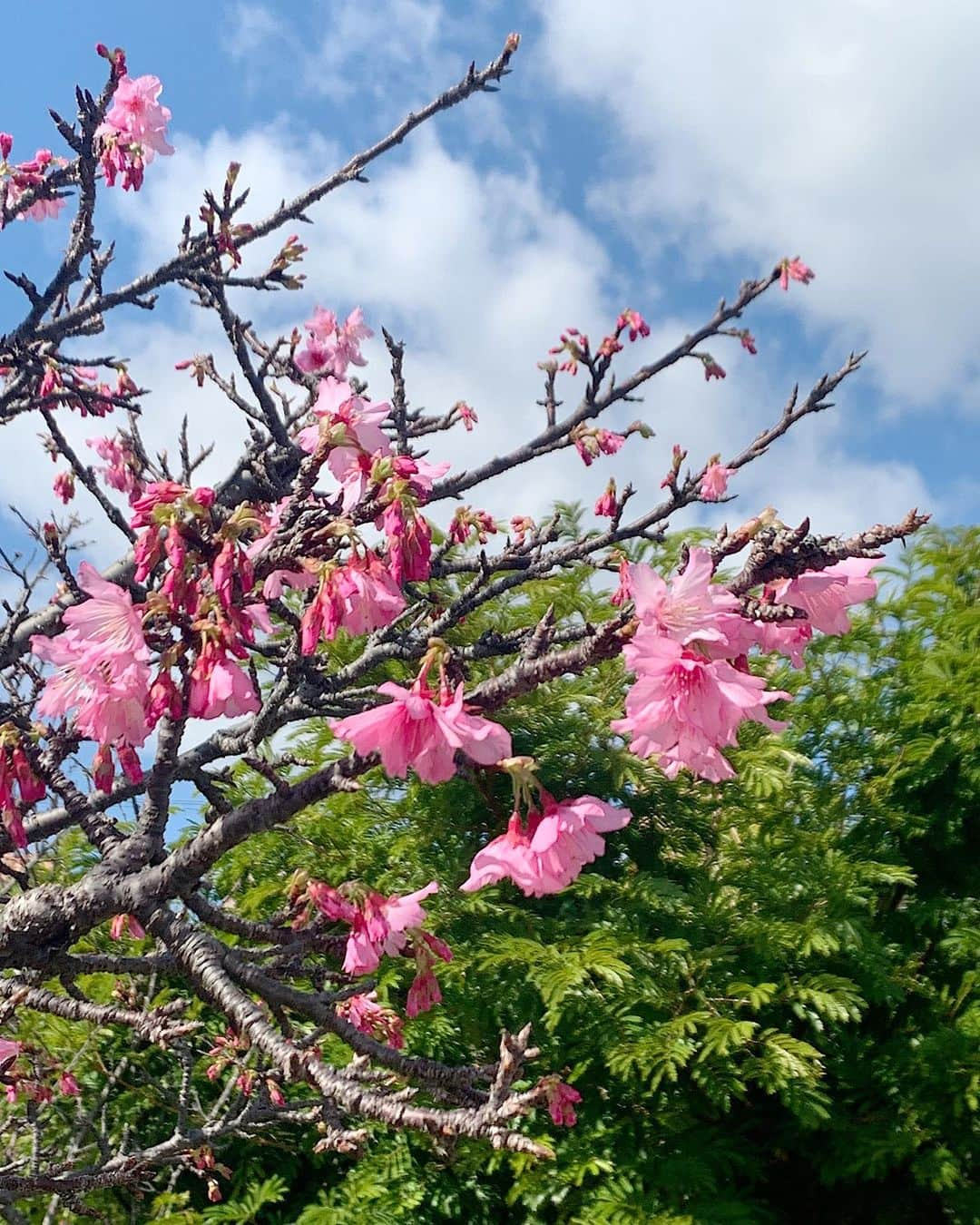 Hyatt Regency Naha Okinawaのインスタグラム：「沖縄に春が訪れました🌸」