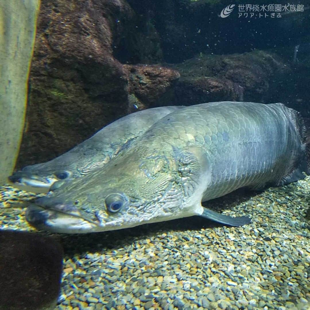 世界淡水魚園水族館 アクア・トト ぎふさんのインスタグラム写真 - (世界淡水魚園水族館 アクア・トト ぎふInstagram)「おはようございます。 昨日の白銀の世界（というほど積もってはおりませんが）とは打って変わって、今朝は良いお天気です。  朝の寄り添いピラルクーをお届けします。  #アクアトト #アクアトトぎふ #アクアトト岐阜#aquarium#水族館#Arapaima#Arapaimasp.」1月31日 9時57分 - aquatotto_gifu