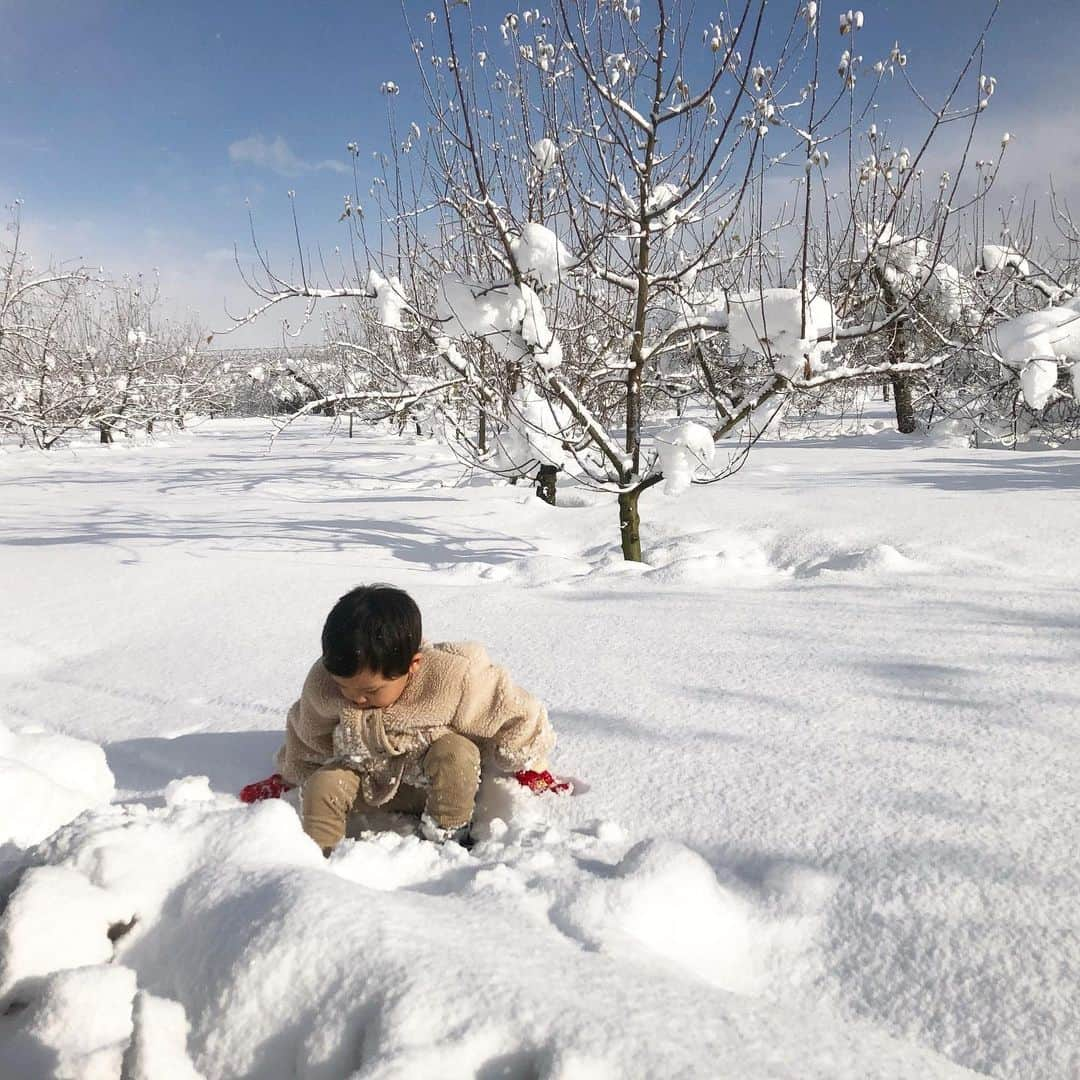 菅野広恵さんのインスタグラム写真 - (菅野広恵Instagram)「＊＊＊﻿ 以前 山形にある　@koufuann_itofarm さんの畑にお邪魔させて頂いた時の写真🍇🍑🍎﻿ ﻿ 今はコロナもあり、中々生産者さんの所に取材に行けないないけど、電話やzoomで生産者さんに取材させて頂いたり、prのための作戦会議などしてます☺️﻿ ﻿ @koufuann_itofarm さんの10代目あきちゃんは、山形で魅力ある多品種の果物を生産してます😆✨﻿ ﻿ 今はこの雪の時期なので、果物は6月から﻿ 「さくらんぼ」がスタート😍🍒﻿ さくらんぼは、なんと、この時期から作業して6月に出来上がると言うめちゃくちゃ手間暇かかる果物🥺﻿ だけど、寒空の下でも、より美味しい果物になるように作業している姿って本当素敵すぎ😭だからこそ、一粒一粒大切に食べようとより思うよね🥺✨﻿ どの農産物でもそうですが、生産者さんの思いを知ると、食べる楽しみ、美味しさが増します☺️私たちが食べているものは、生産者無くしてはないですからね。﻿ ﻿ さくらんぼは、鮮度が命なので、先行予約販売を予定してます🥰﻿ また、インスタでもお知らせさせてください😆﻿ （2枚目の写真がさくらんぼの木） ﻿ ﻿ 現在の @koufuann_itofarm では、スーパーフードの乾燥菊芋が @vegetaiment ベジ通販より販売中です😊﻿ 剥くのが手間な菊芋が、時短に料理が出来ちゃいます♡﻿ こちら、無農薬で生産から、加工まで @koufuann_itofarm さんが行っております😉﻿ レシピも商品ページに掲載中なのでよかったらご覧ください😊﻿ ﻿ #菊芋 #さくらんぼ　#生産者　#生産者応援プロジェクト  #農家さんと繋がりたい  #農家直送  #農家レシピ  #スーパーフード #食べて応援　#食べる美容　#美容食　#農家　#生産者直送　#果物王国　#果物　#フルーツ」1月31日 10時18分 - hiroesugano