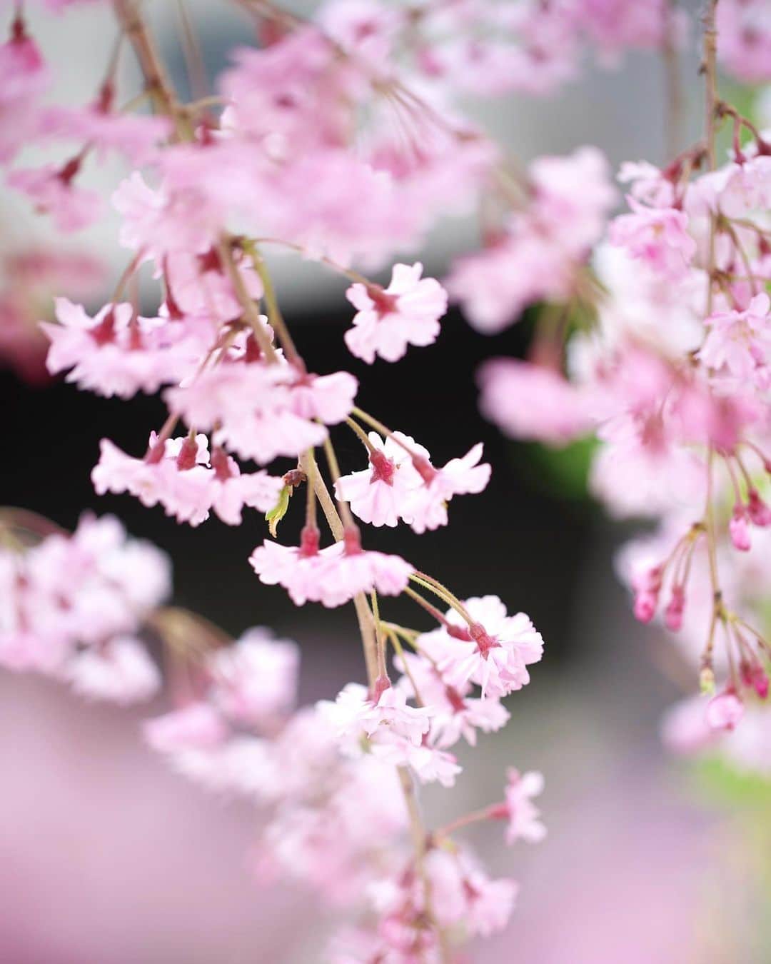 kiccyomuのインスタグラム：「☀️ 2021.01.31 Sun #心に花を いつかのストックから😊 #枝垂れ桜 枝垂れている花🌸が好きです😊 桜も梅も… 今年は何処かで会えるとイイなぁ〜🌸  1月も最後の日☀️ 天気が良さそうな日曜日… どっか行きたいな🚗☕️ 今日も元気に🤗  📷撮影 2019年」