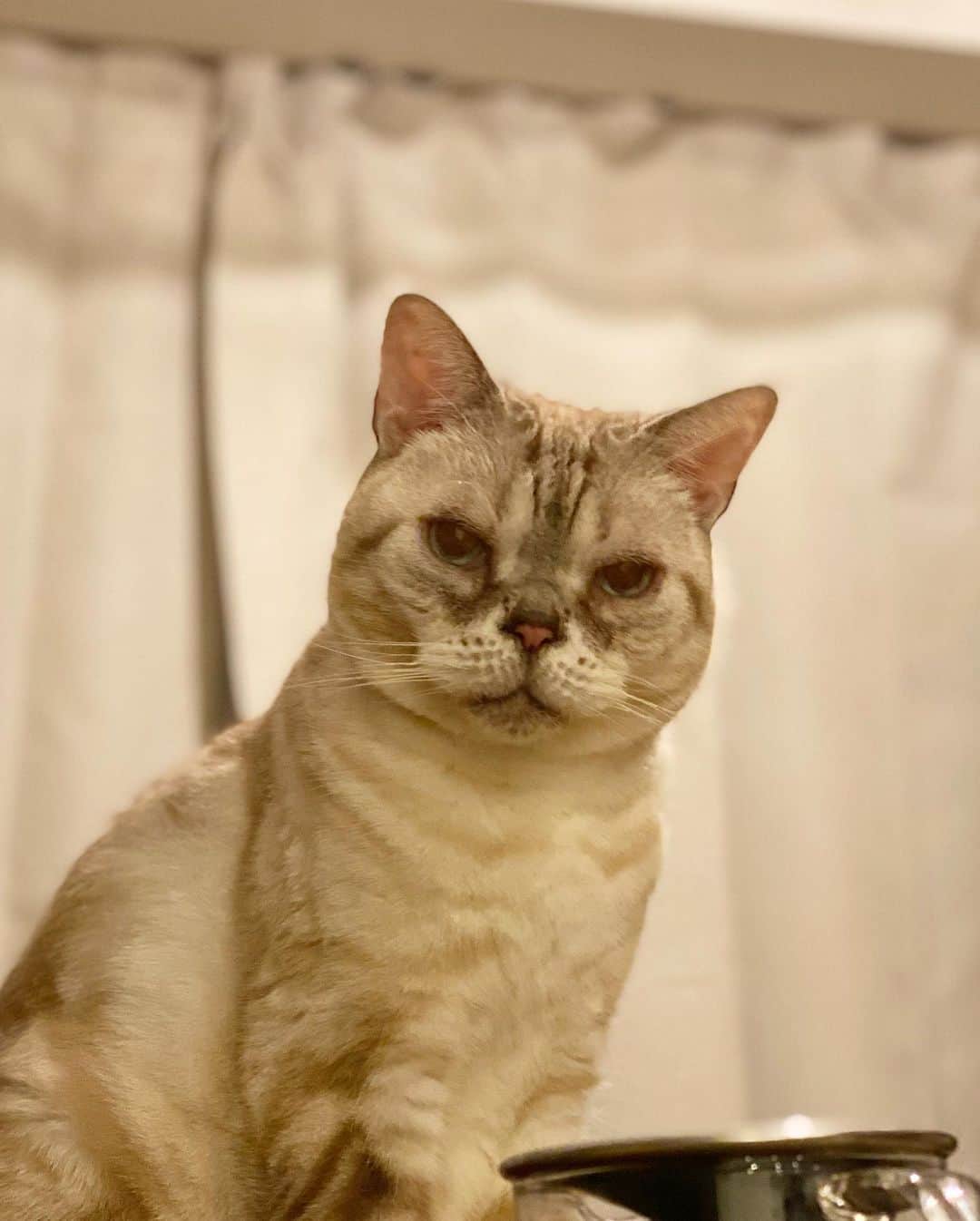 青山有紀さんのインスタグラム写真 - (青山有紀Instagram)「どの表情もかわいいなあ💛 #garu_cat #ガル様」1月31日 10時19分 - yukiaoya