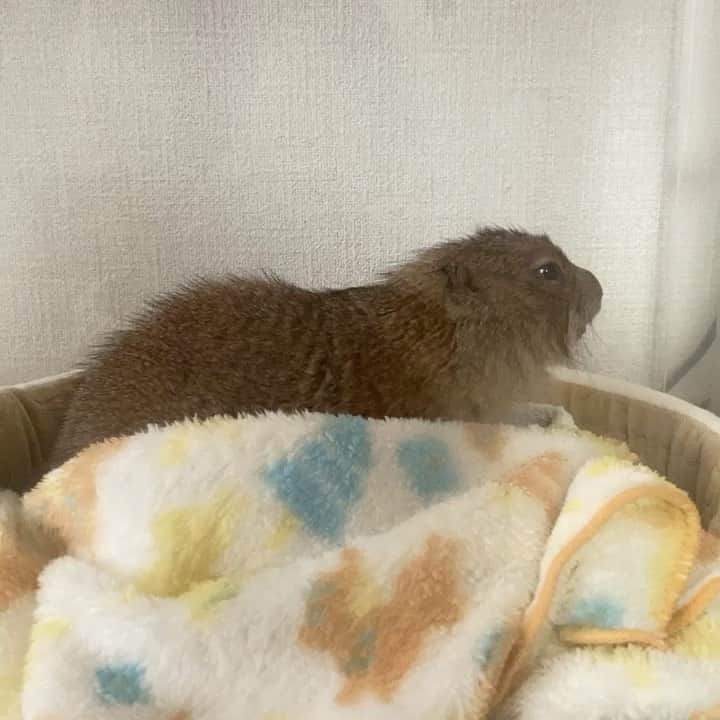 cocoのインスタグラム：「カーテンを開けて そばちゃんおはよう☀ #Sobaちゃん」