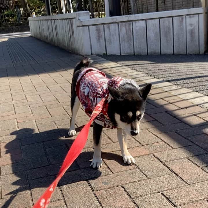 vo_coのインスタグラム：「👺 通常運転です… ＊ #無理矢理さんぽさせてて  #あのいぬ可哀想疑惑  #shibastagram #instashiba #shiba #shibainu #黒柴 #柴犬」
