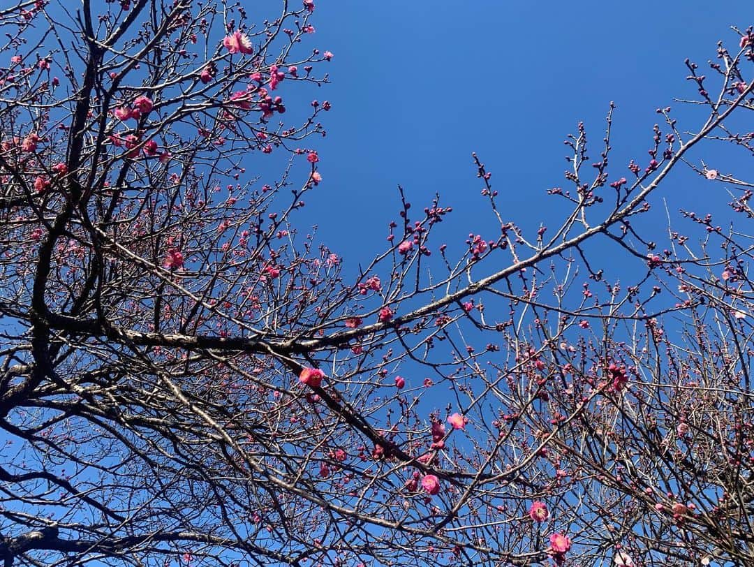 春日萌花さんのインスタグラム写真 - (春日萌花Instagram)「外の空気を吸いに来ました。 ✴︎ キレイに咲いています☺️ ✴︎ ✴︎ #お花好き #梅」1月31日 11時08分 - moekaharuhi