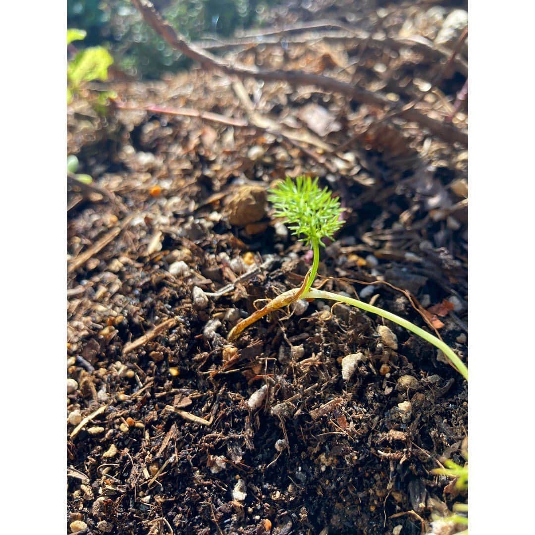 journaleatripのインスタグラム：「sprout  小さな庭に小さな小さな 芽がでてきてる。 こぼれ種だからどなたかまだわからない🤔 新しい仲間はそれぞれで  ほわほわ赤ちゃんディル ぐんぐんセロリ どぼちた..パクチーーぃ。  明日から2月。」