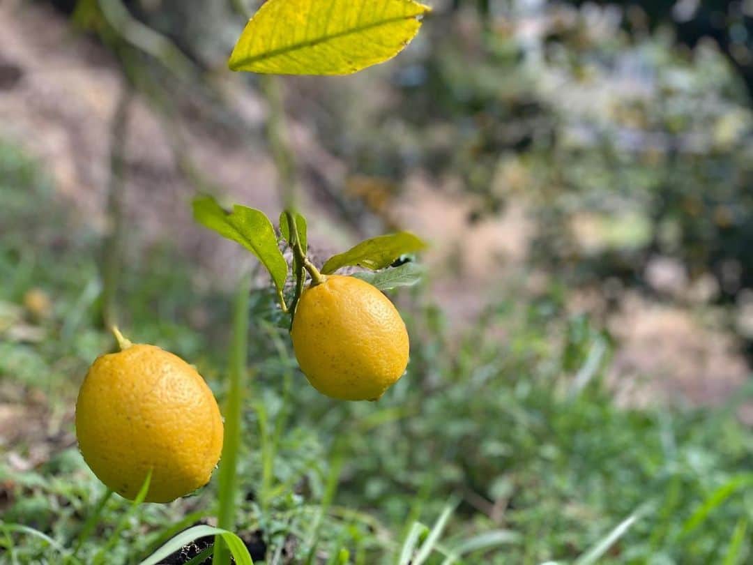 青山有紀さんのインスタグラム写真 - (青山有紀Instagram)「#青家 に無農薬のレモンやキウイ、柿を送って下さっている和歌山の農家さんを訪ねてきました🍋 レモンの木を見せてもらったり、ここで育った果実から生まれた#青家の酵素シロップ　、新作の「食べる酵素」ドライフルーツなどをお渡ししたり✨ いつもニコニコ笑顔がすてきな松本さんに久しぶりにお会いできて嬉しかった💛🍋💛 #新作ドライフルーツは来週中に詳細アップ出来るかと思います！ #青山有紀」1月31日 11時37分 - yukiaoya