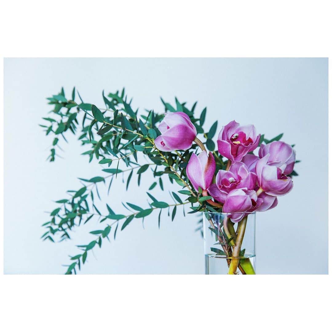 木村華子のインスタグラム：「先日の撮影で使ったお花をいただきました。 蘭の昆虫のような造形が好きです。 生命の形の美しさとグロテスクさを同時に感じられるから。 細い枝はユーカリです。  #photooftheday #photography #photoshoot #photo #canon #orchid #flower #instaflower #life #interior #love #orchids #flowerstagram #day #photographer #お花 #花 #蘭 #ユーカリ #インテリア #一眼レフ #写真 #キヤノン #生活 #お花のある暮らし #フォトグラファー #日常」