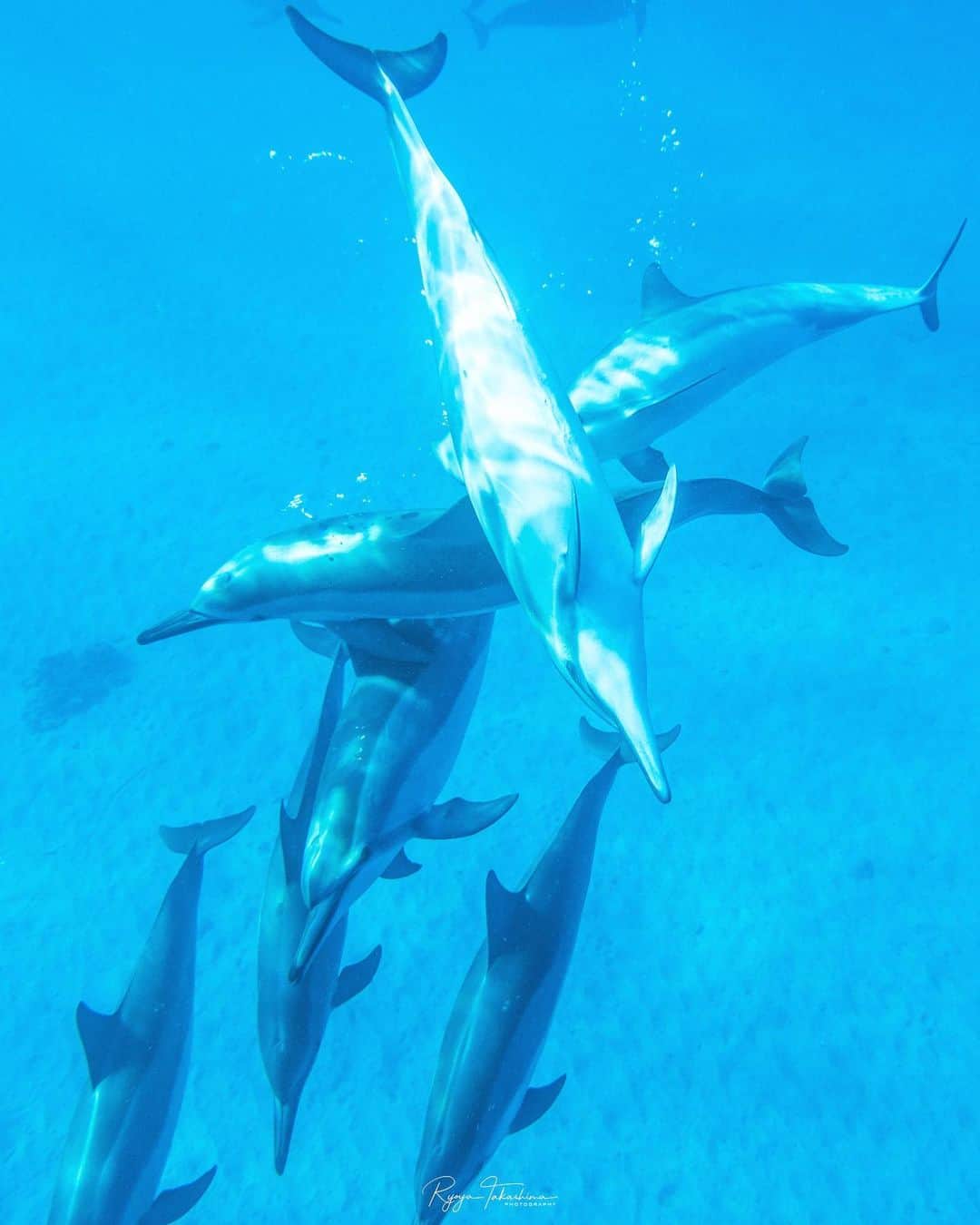 Ryoyaのインスタグラム：「Wild spinner dolphins in big island🏄‍♂️ I’m going to Okinawa for whale swim in February and March🐋 I can’t wait!😆 #RX100 #sony #dolphins #skindiving #hawaii #underwaterphotography @alpha_newgeneration_bysony.jp」