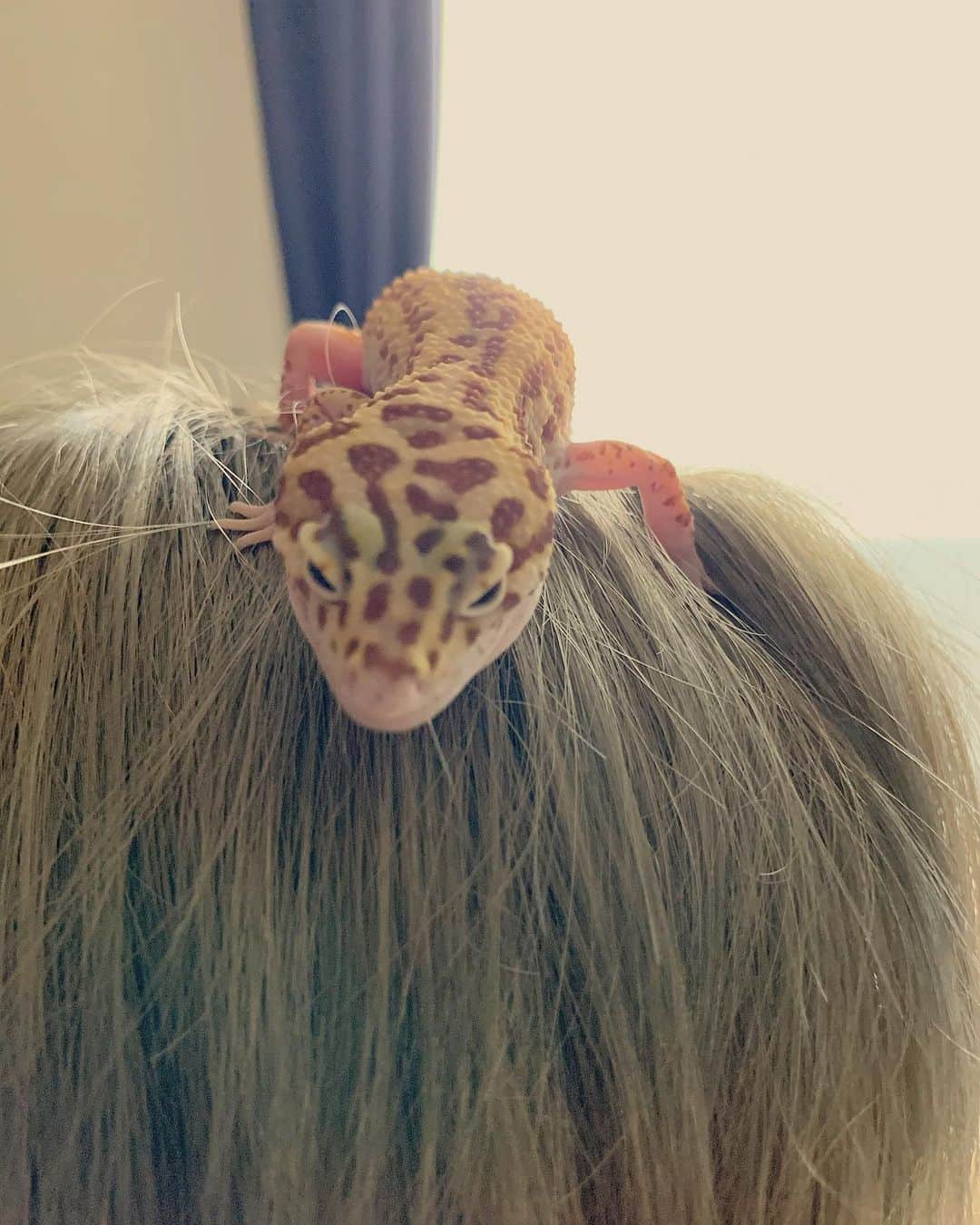 阿部裕幸さんのインスタグラム写真 - (阿部裕幸Instagram)「Common leopard gecko @megumilk0623  #頭乗りレオパ #leopardgecko #gecko #こゆるやま #かいるまる」1月31日 11時42分 - abeani111