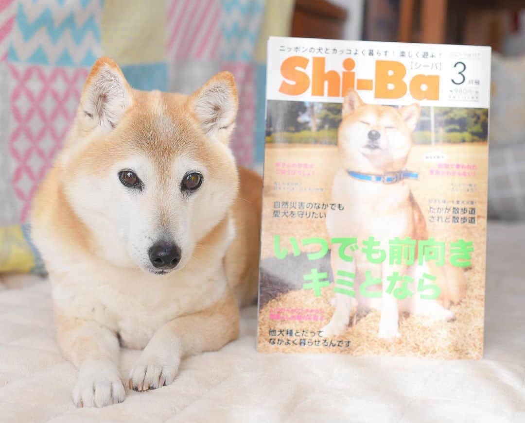 meekooのインスタグラム：「Shi-Ba３月号でりんごさんの緑内障について掲載していただきました。発症から手術に至るまでの経過をりんごさんの今昔写真を交えてまとめてくださいました。 ・ りんごさん、本当によく頑張ったなぁ。日だまりで伸び伸びぐぅぐぅ寝ている今の姿を見ると心底ほっとします☺️ このまま穏やかに過ごせますように🍀 #りんごさんの写真がたくさん載ってます #掲載ありがとうございました #お友達も載ってます🐕」