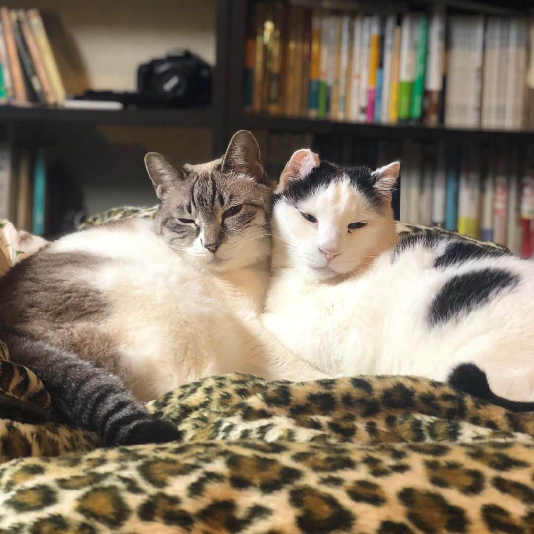町田康のインスタグラム：「かわいい猫ちゃんとの、」
