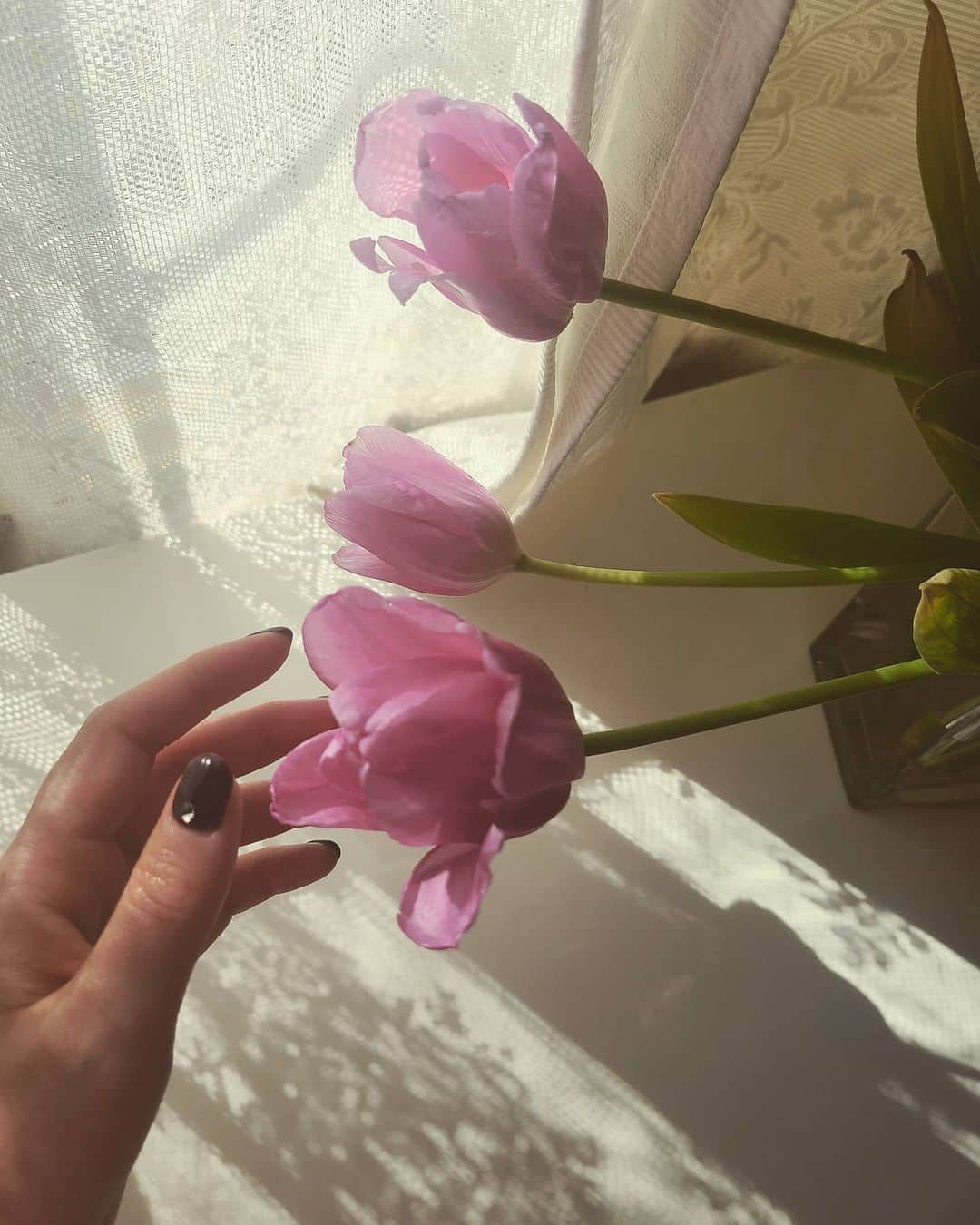 ニコラのインスタグラム：「The shadow of the lace curtain and tulips are beautiful! The sun makes me feel good. Have a nice Sunday!」