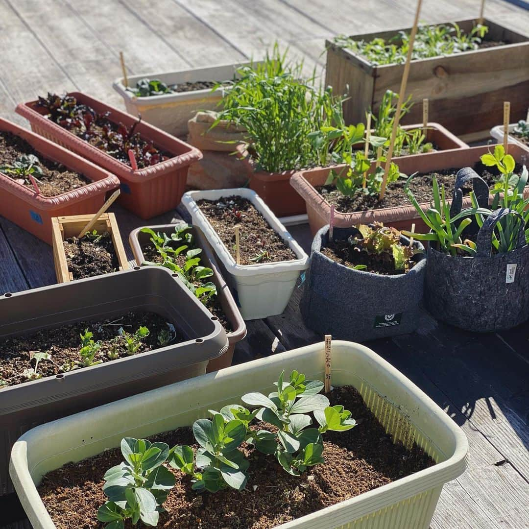 徳重杏奈のインスタグラム：「🥬﻿ 遠慮のかたまりたち。﻿ ﻿ 緊急事態宣言下なので﻿ それぞれ都合のいいタイミングで 収穫してくださいとお伝えしていたら﻿ 最終日にもこんなに野菜が🙈﻿ ﻿ 次の人に残しておく思いやりが温かいです。﻿ ﻿ ビーツの葉はお浸しに﻿ みそめはスープになりました。﻿ ﻿ ﻿ ﻿ #1pt2mi #食の循環 #栄養の循環 #循環生活 #小さな循環 #compost #堆肥 #アナウンサー #徳重杏奈﻿」