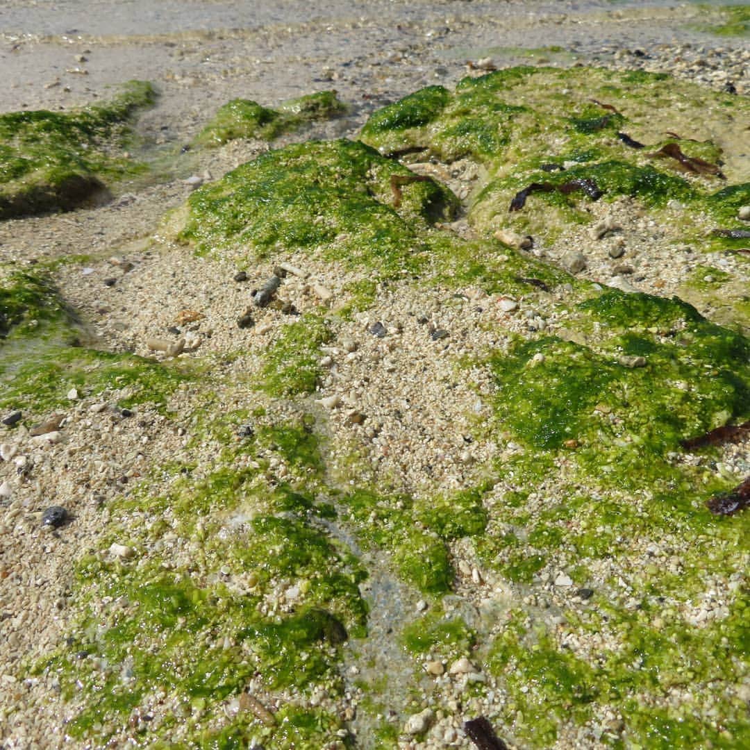 石垣シーサイドホテルさんのインスタグラム写真 - (石垣シーサイドホテルInstagram)「アーサの季節がやってきました🌿  これから4月頃までアーサ(海藻の一種)が旬を迎えます。場所によっては海岸が緑に染まるぐらいな所も…写真は底地ビーチのアーサ。底地のアーサは控えめな感じです。  アーサはお吸い物にしたりてんぷらにしたり、またはそのまま食べることもあります😋 栄養価も高いんです✨ 香りも豊かで食べると磯の香りが口の中に広がって…😊沖縄県民の食卓には欠かせません。  石垣島にお越しの際には是非食べてみてくださいね☀️  #沖縄　#八重山　#石垣島　#底地ビーチ 　#海藻 　#あおさのり #アーサ #石垣シーサイドホテル」1月31日 12時48分 - ishigaki_seaside_hotel