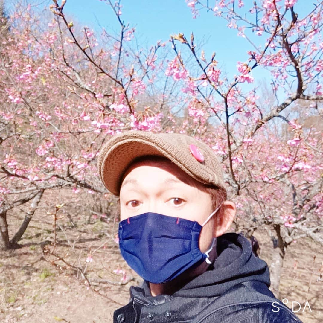 松本隆博のインスタグラム：「。 一足早く、お花見してきた(^ ^) 1月下旬～2月にかけて開花する 早咲き桜『河津桜』。 先日、 テレビで紹介してたので観たい なと思い来ました～ ７部咲きといった所でしょうか、 とってもキレイだったよ！！ 沢山の人、家族連れ！子供達の 歓声、、でも毎年のお花見とは 少し違和感。みんなマスクして 観る桜🌸. ここで一句！  はや桜… マスクの僕ら… 開花はいつ…」