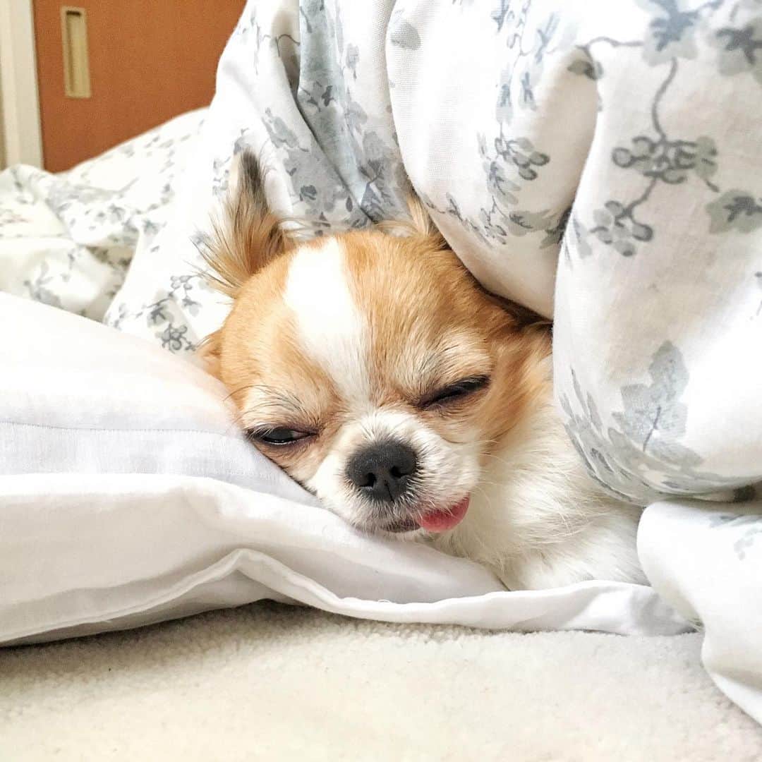 のインスタグラム：「I can use bed🛏🐶💤 ・ 見て真似してるのかな？ってくらいベッドを使いこなしててビックリする😳✨ ・ #ちま #チワワ #chihuahua #ชิวาวา #PECOいぬ部 #WeeklyFluff #dogs #dogsofbark #chihuahuaaddict」
