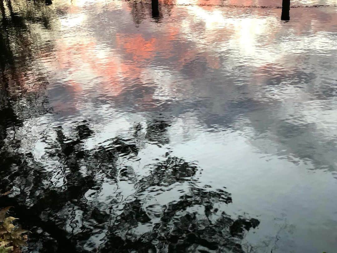 川口花乃子さんのインスタグラム写真 - (川口花乃子Instagram)「先日の散歩。水面が絵みたいだった。 #sunset」1月31日 13時22分 - canocokawaguchi
