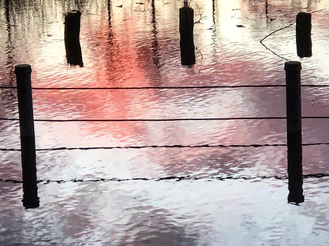 のインスタグラム：「先日の散歩。水面が絵みたいだった。 #sunset」