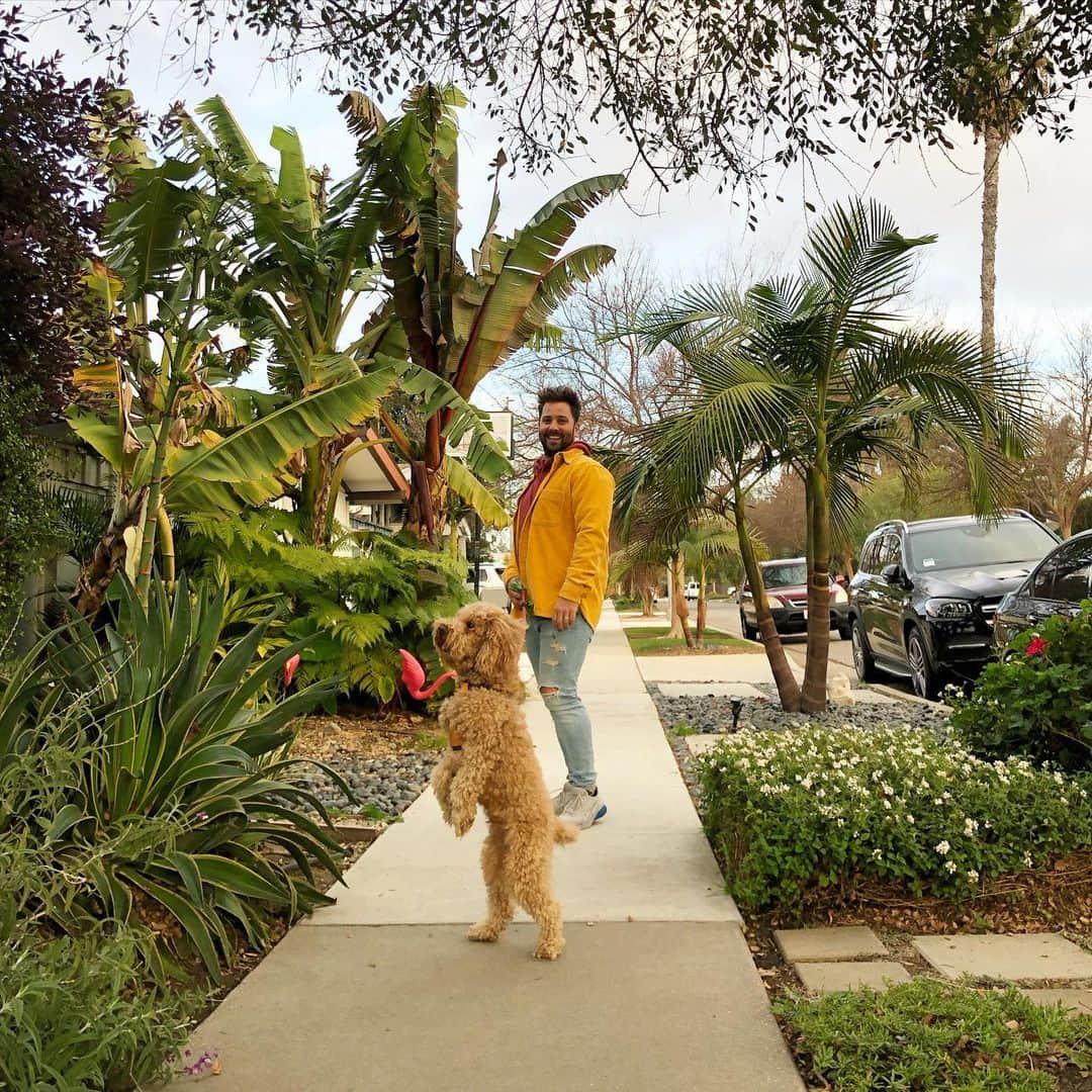 のインスタグラム：「Whenever he spots a kitty or a squirrel he does this miniature bear walk for a better view.」