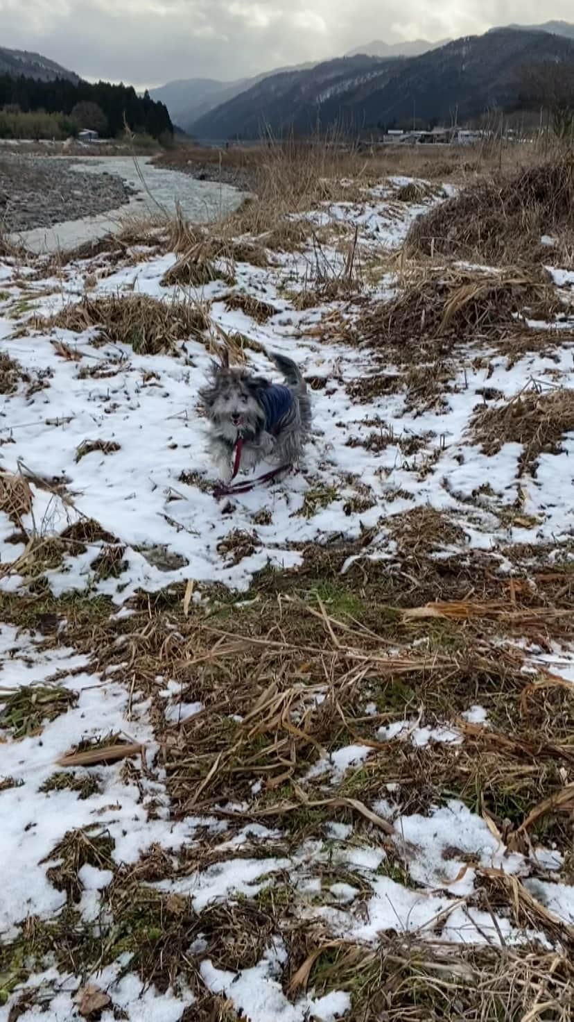 のインスタグラム：「昨日は雪遊びに行きましたが、雪がなかった…  #ビアデッドコリー #ビアディ #beardedcollie #akaribeardie #beardie #beardedcolliesofinstagram #puppydog #puppygram  #petscorner #insta_animal #dog_ofinstagram #insta_dogs #igdog #topdogphoto #repost_ezyjp #weeklyfluff #dog_features #excellent_dogs #pecoいぬ部」