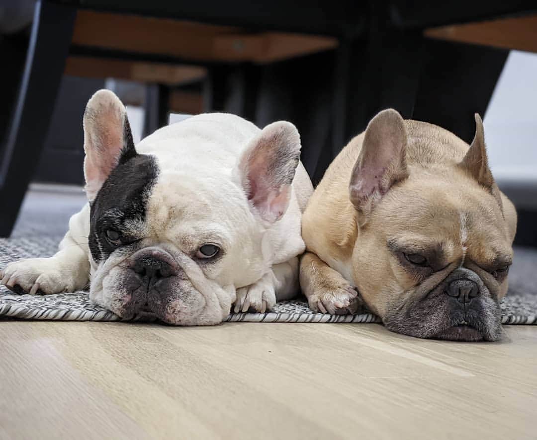 Manny The Frenchieさんのインスタグラム写真 - (Manny The FrenchieInstagram)「Another snow storm?! Do you know how low to the ground we are and we have go potty in that freezing mess?! 🙄」1月31日 13時29分 - manny_the_frenchie