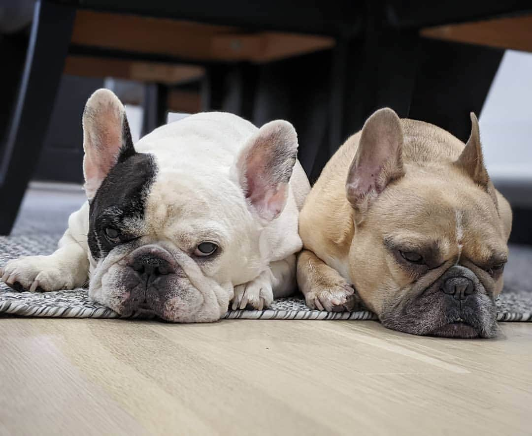 Manny The Frenchieのインスタグラム：「Another snow storm?! Do you know how low to the ground we are and we have go potty in that freezing mess?! 🙄」