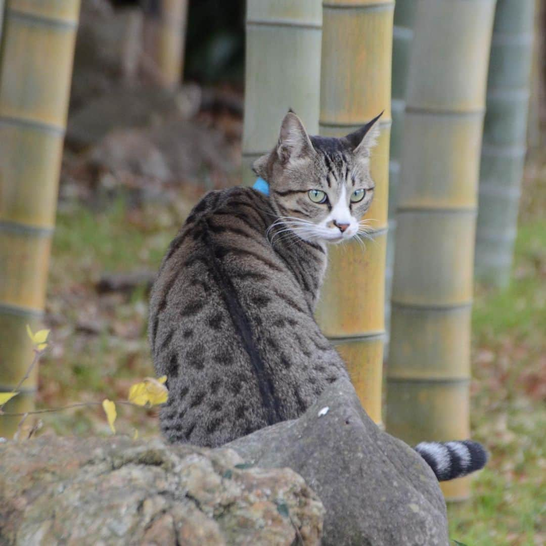 やふさんのインスタグラム写真 - (やふInstagram)「どっちでもイケメェン…！ . #cat #neko #catlovers #catsofinstagram #catstagram #instacat #猫 #ねこ #ネコ #保護猫 #新吉」1月31日 14時05分 - kyafy