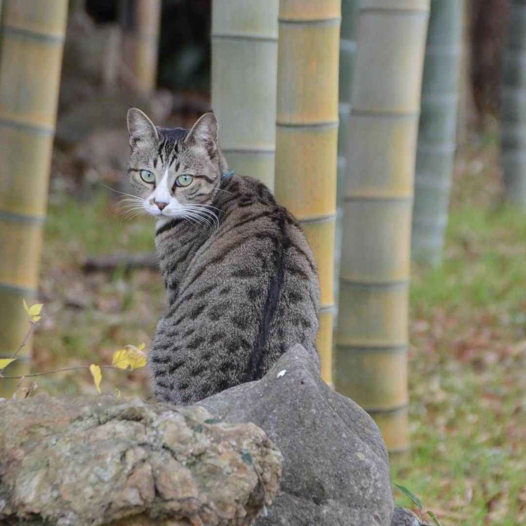 やふさんのインスタグラム写真 - (やふInstagram)「どっちでもイケメェン…！ . #cat #neko #catlovers #catsofinstagram #catstagram #instacat #猫 #ねこ #ネコ #保護猫 #新吉」1月31日 14時05分 - kyafy