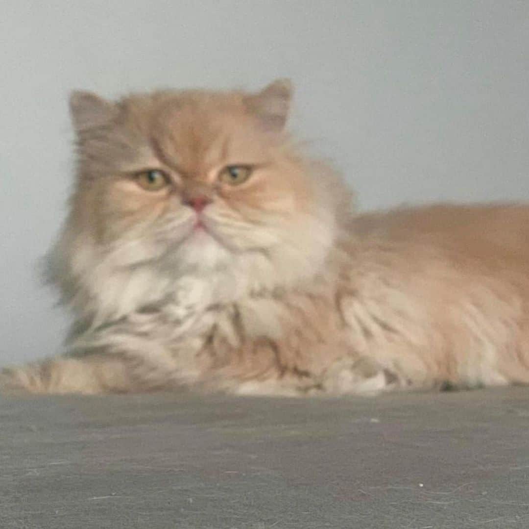 アム・パチャラパーさんのインスタグラム写真 - (アム・パチャラパーInstagram)「#repost @giggs_manu ・・・ แมวหาย ประกาศตามหาน้องแมว #กรุงเทพ #กรุงเทพมหานคร #พัฒนาการ #แมวหาย #แมวเปอร์เซียร์ #เปอร์เซีย  น้องหายออกจากบ้าน คืนวันอาทิตย์ที่ 15 พ.ย. 63  พิกัด หมู่บ้าน The connect พัฒนาการ 38  สวนหลวง กทม   ชื่อ กระรอก / เพศผู้  ลักษณะ - เป็นแมวพันธ์ุเปอร์เซีย  อายุประมาณ 3 ปี - ขนสีน้ำตาลทอง (เพิ่งตัดขน)  - เรียกชื่อน้องจะร้องตอบ   ใครพบเห็นแจ้งได้ที่ 089-672-2588 / 091-887-4150  หรือ DM มาได้เลยนะคะ   มีรางวัลนำส่งให้ค่ะ รบกวนช่วยแชร์ด้วยนะคะ เป็นห่วงน้องมากกก ยังไม่เจอเลยค่ะ 2 เดือนกว่าแล้ว   ฝากแชร์กันหน่อยน้าาา  😭😭😭😭😭😭 #giggsmycat #krarokmycat #mycatkrarok #แมวหาย #แมวหายอยากได้คืน #แมวหายออกจากบ้าน #ตามหาแมวหาย  #แมวเปอร์เซีย」1月31日 14時15分 - aum_patchrapa