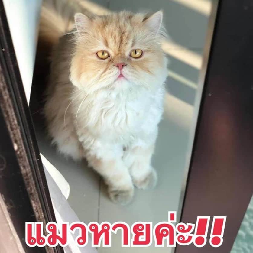 アム・パチャラパーさんのインスタグラム写真 - (アム・パチャラパーInstagram)「#repost @giggs_manu ・・・ แมวหาย ประกาศตามหาน้องแมว #กรุงเทพ #กรุงเทพมหานคร #พัฒนาการ #แมวหาย #แมวเปอร์เซียร์ #เปอร์เซีย  น้องหายออกจากบ้าน คืนวันอาทิตย์ที่ 15 พ.ย. 63  พิกัด หมู่บ้าน The connect พัฒนาการ 38  สวนหลวง กทม   ชื่อ กระรอก / เพศผู้  ลักษณะ - เป็นแมวพันธ์ุเปอร์เซีย  อายุประมาณ 3 ปี - ขนสีน้ำตาลทอง (เพิ่งตัดขน)  - เรียกชื่อน้องจะร้องตอบ   ใครพบเห็นแจ้งได้ที่ 089-672-2588 / 091-887-4150  หรือ DM มาได้เลยนะคะ   มีรางวัลนำส่งให้ค่ะ รบกวนช่วยแชร์ด้วยนะคะ เป็นห่วงน้องมากกก ยังไม่เจอเลยค่ะ 2 เดือนกว่าแล้ว   ฝากแชร์กันหน่อยน้าาา  😭😭😭😭😭😭 #giggsmycat #krarokmycat #mycatkrarok #แมวหาย #แมวหายอยากได้คืน #แมวหายออกจากบ้าน #ตามหาแมวหาย  #แมวเปอร์เซีย」1月31日 14時15分 - aum_patchrapa