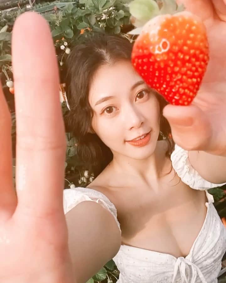 張香香のインスタグラム：「🍓🍓🍓 第二次採草莓 應該不會有第三次了😛 #不是草莓的錯🥲 #比較想採🍊還沒採過 #🍅也可以我愛吃😳」