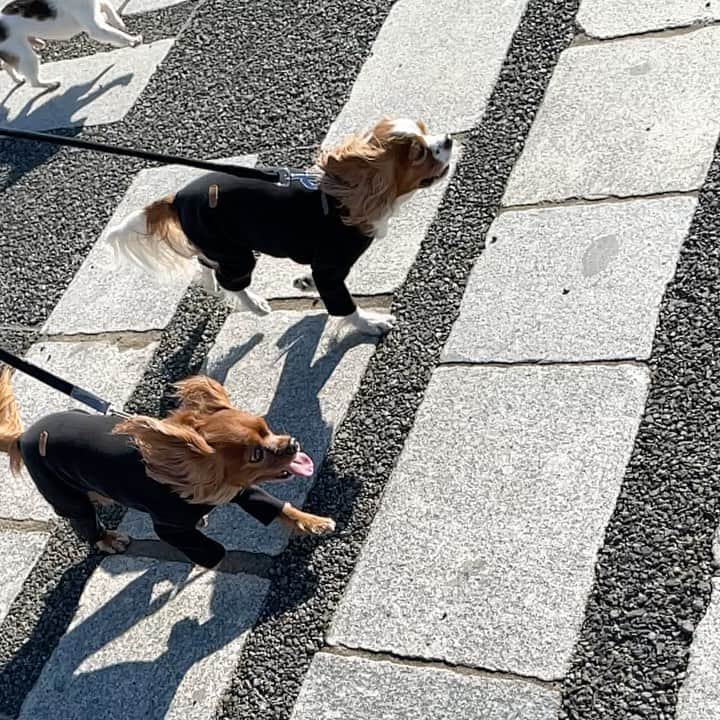 木下ココのインスタグラム