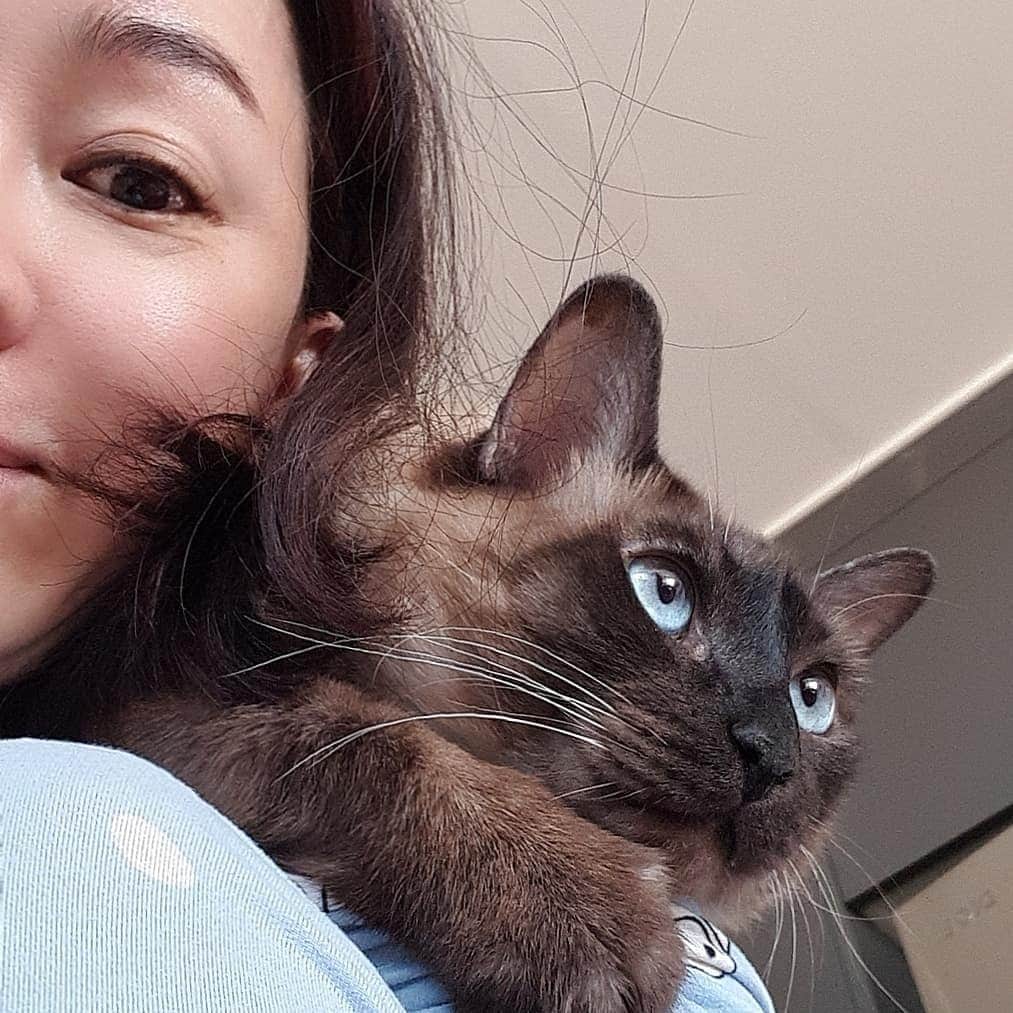 キム・ジョンナンのインスタグラム：「내사랑 타미~~오늘도 엄마 어깨는 내 꺼~ #샴고양이 #김정난」