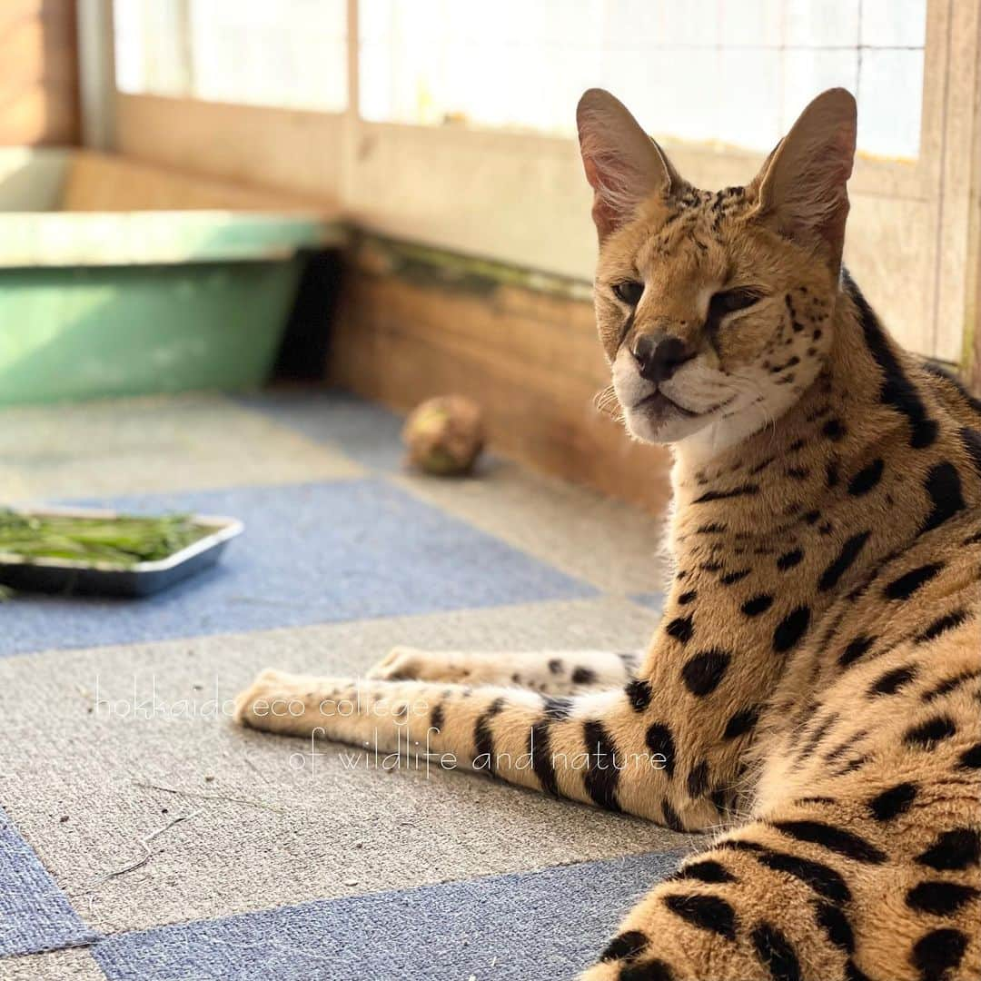 hokkaidoecoさんのインスタグラム写真 - (hokkaidoecoInstagram)「やっぱり美人さん❤︎  #北海道エコ  #動物  #専門学校 #サーバルキャット #ひめ #美人 #もうおばあちゃん #まだまだ元気でね」1月31日 14時54分 - hokkaidoeco