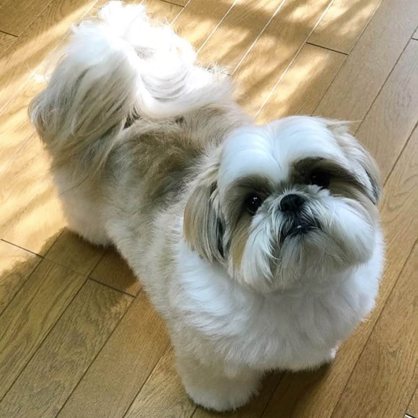 りんくさんのインスタグラム写真 - (りんくInstagram)「I’m fluffier than ever before 🐶🛁✨ #bathday #cottoncandy * * * * * おシャンプしてふわふわになりました😊 太ったんじゃないよー、膨らんだだけだよー🐶☁️💕」1月31日 15時24分 - link.jpn